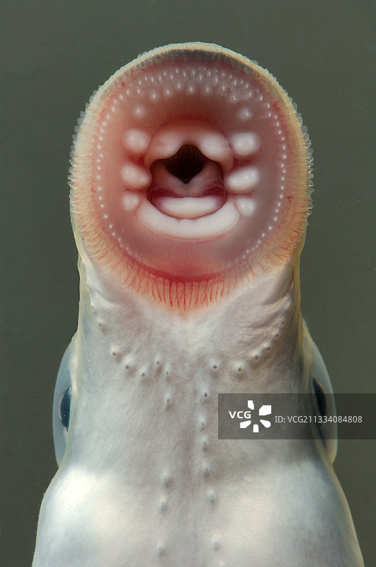 比利时的小溪七鳃鳗口图片素材