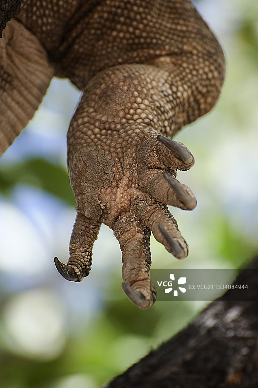 纳米比亚埃托沙国家公园非洲蜥蜴的腿和爪子图片素材