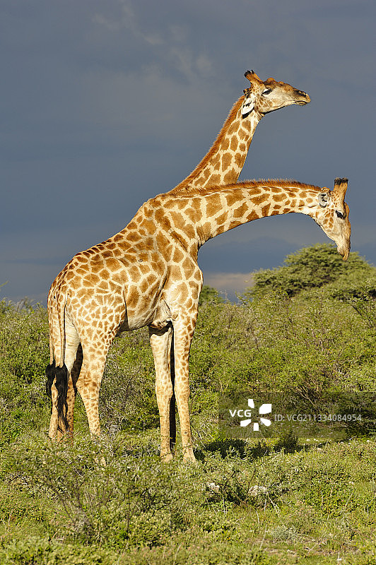 纳米比亚两只年轻雄性网纹长颈鹿之间的竞赛图片素材