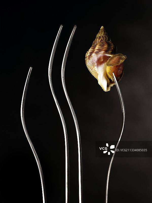 叉子上的海螺图片素材