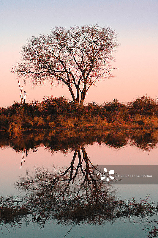 博茨瓦纳日落时分水中的树木倒影图片素材