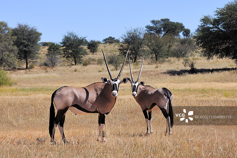 博茨瓦纳卡拉哈迪跨境公园中的长角羚图片素材