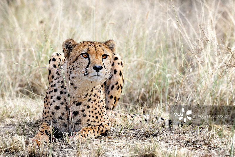 纳米比亚霍马斯高地山区的猎豹图片素材