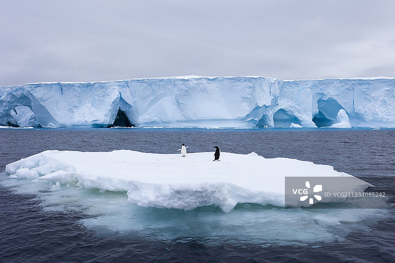 阿德利企鹅在阿德利地附近的浮冰上图片素材