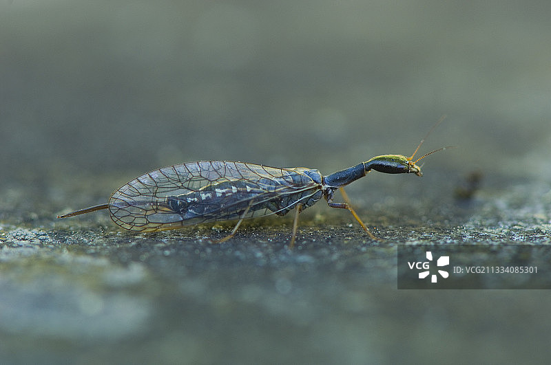 五月瑞典阿尔斯特布罗的蛇蝇图片素材