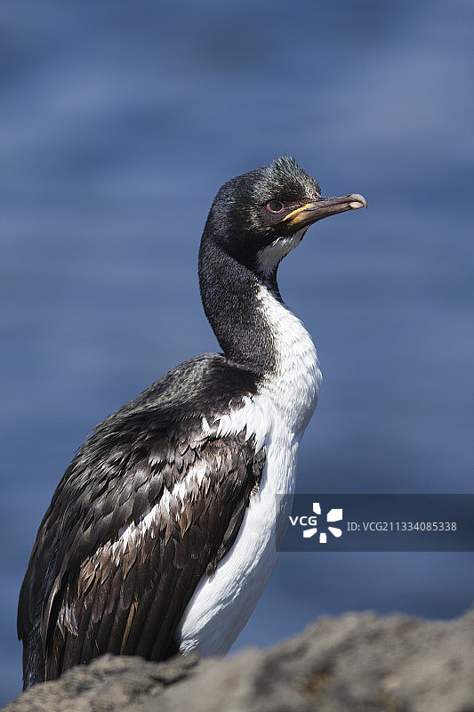 奥克兰群岛岩石上的鸬鹚，新西兰图片素材