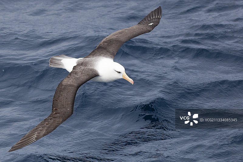 在坎贝尔岛新西兰飞行的坎贝尔信天翁图片素材