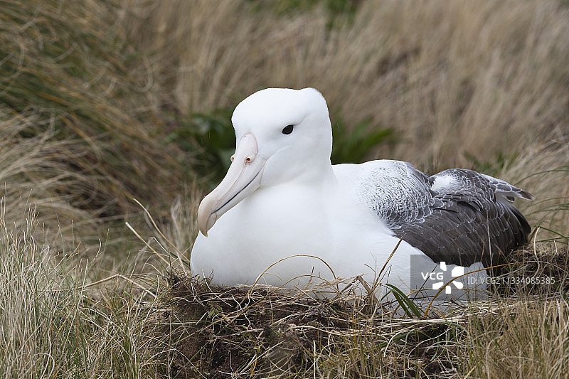 坎贝尔岛屿的南皇家信天翁，新西兰图片素材