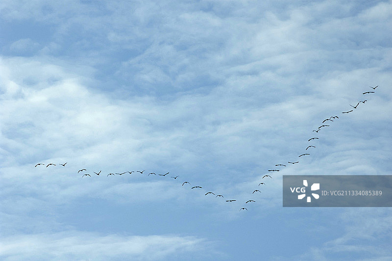 日内瓦的大鸬鹚飞行景象，瑞士图片素材