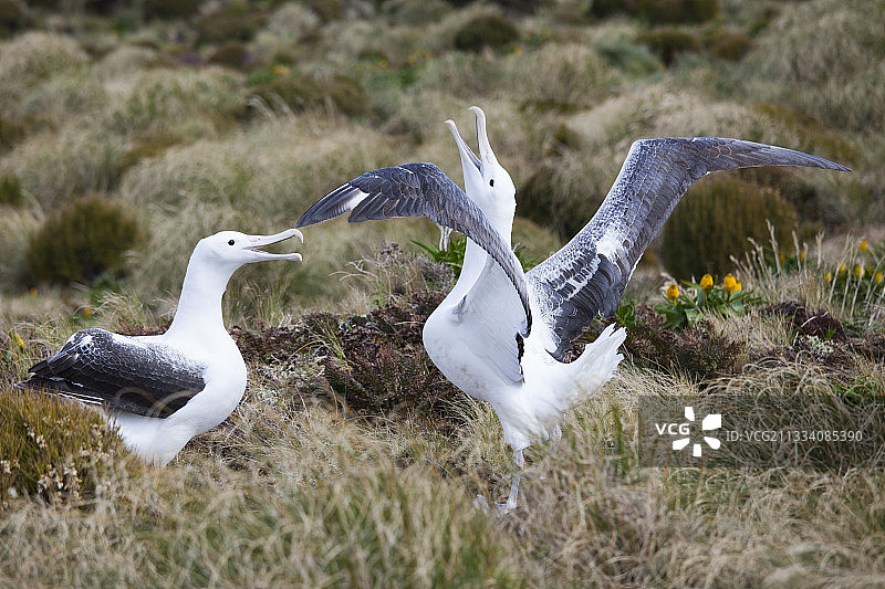 坎贝尔岛屿的南皇家信天翁，新西兰图片素材