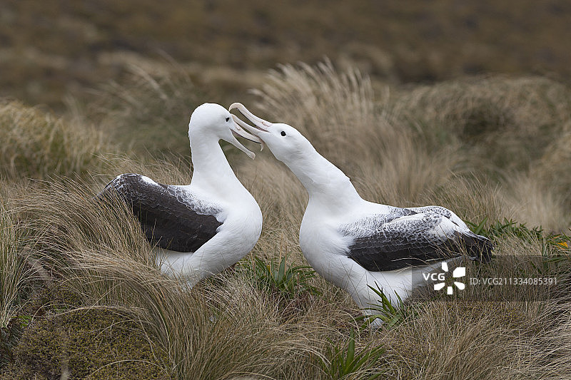 坎贝尔岛屿的南皇家信天翁，新西兰图片素材