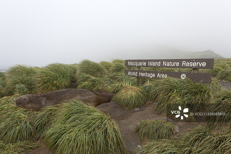 麦夸里岛保护区的南方象海豹图片素材