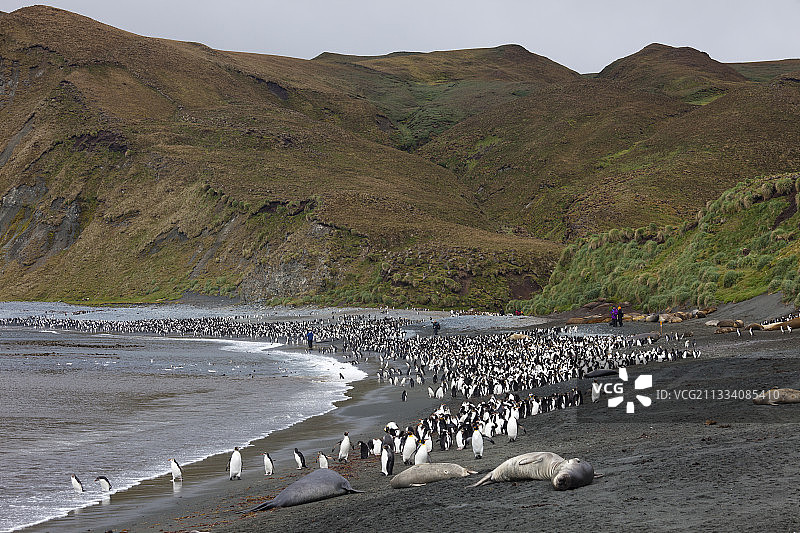 麦夸里岛岸上的帝企鹅图片素材
