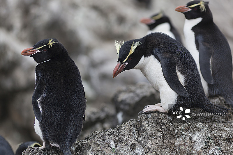 斯奈尔斯群岛新西兰岩石上的军舰鸟企鹅图片素材