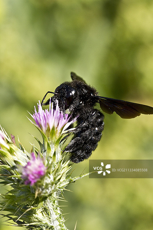 春天花朵上的泥瓦匠蜜蜂图片素材