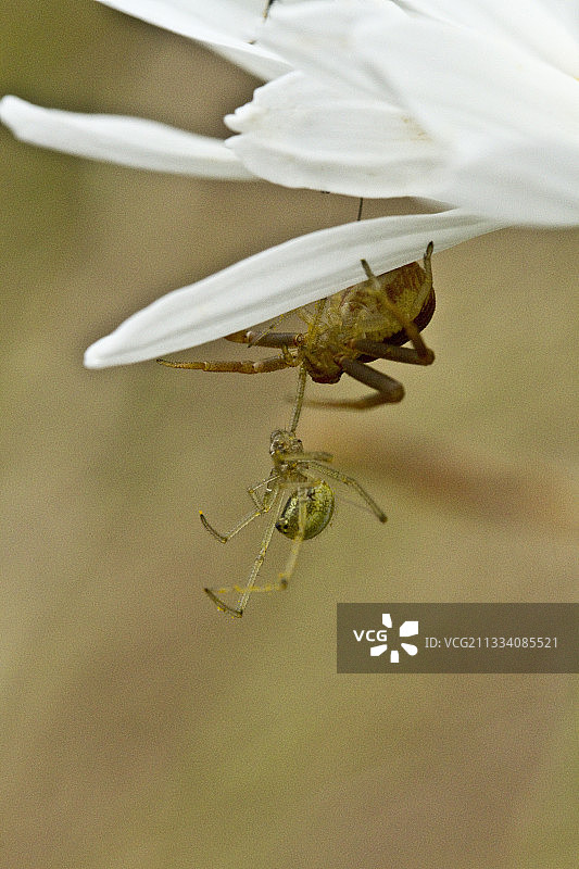 花朵上的蜘蛛争斗图片素材