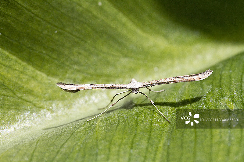 叶子上的五羽蛾图片素材