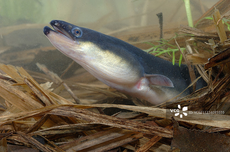 比利时的欧洲鳗鱼图片素材