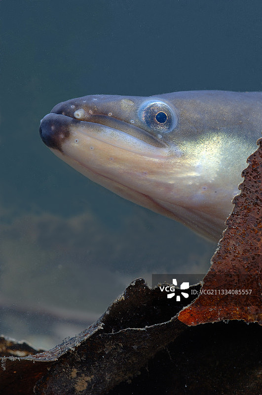 在比利时的一条欧洲鳗鱼的肖像图片素材