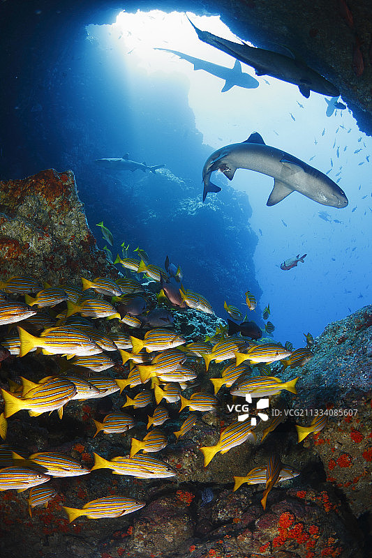 科科斯岛的鲷鱼和白鳍鲨群图片素材