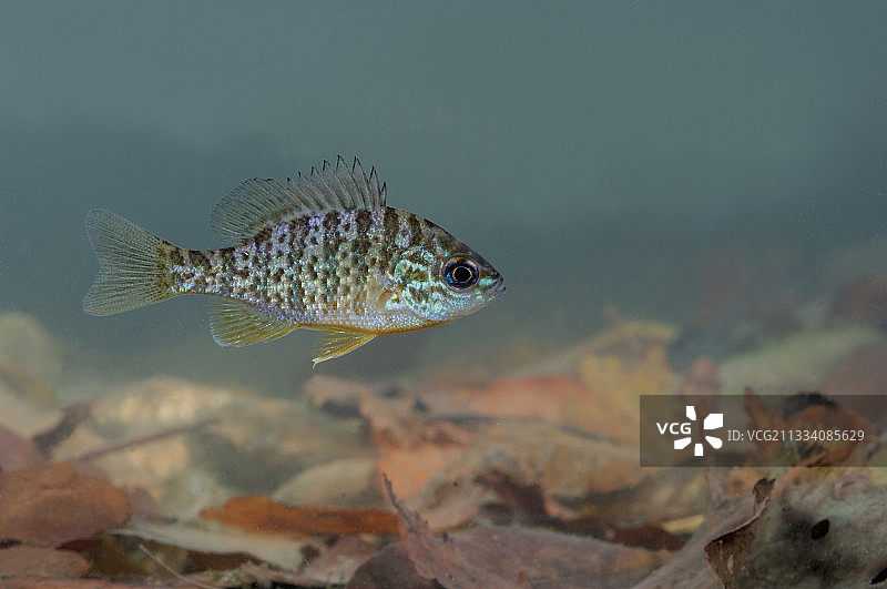 南瓜籽图片素材