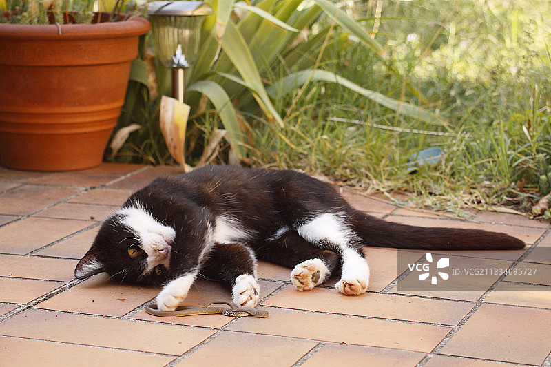 猫和捕获的法国西部鞭蛇图片素材