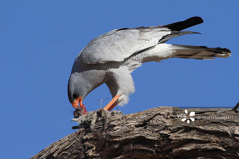 南非卡拉哈迪，灰色歌鹰正在捕食图片素材