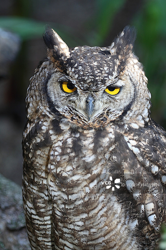 南非克鲁格角大公的肖像图片素材