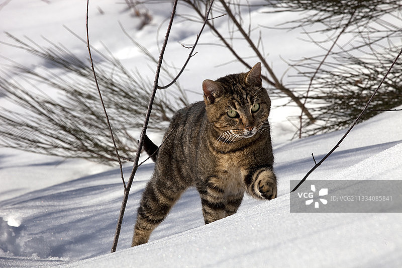 虎斑猫在雪地里行走图片素材