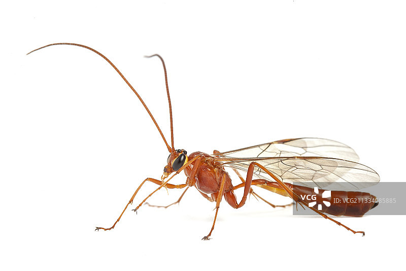 白色背景上的姬蜂图片素材