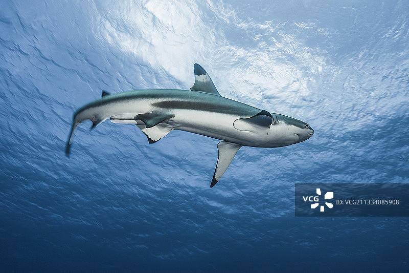 法属波利尼西亚的黑鳍礁鲨图片素材