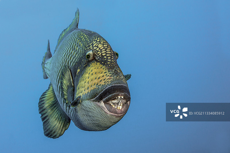 珊瑚礁上泰坦炮弹鱼的肖像（塔希提岛）图片素材