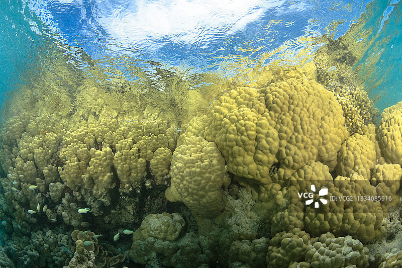 兰吉罗阿水面上的珊瑚图片素材