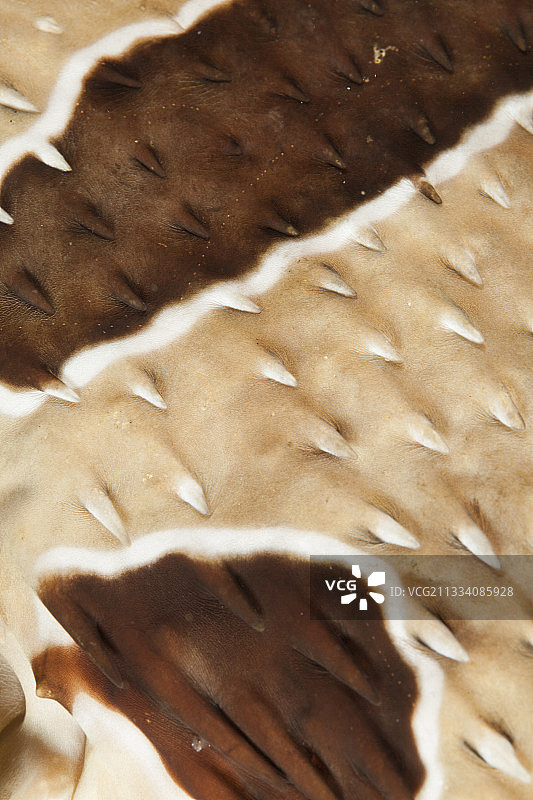 塔希提岛的黑斑多孔鱼细节图片素材