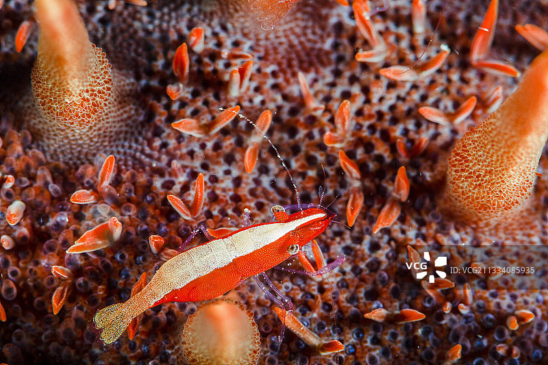 清洁虾与棘冠海星图片素材