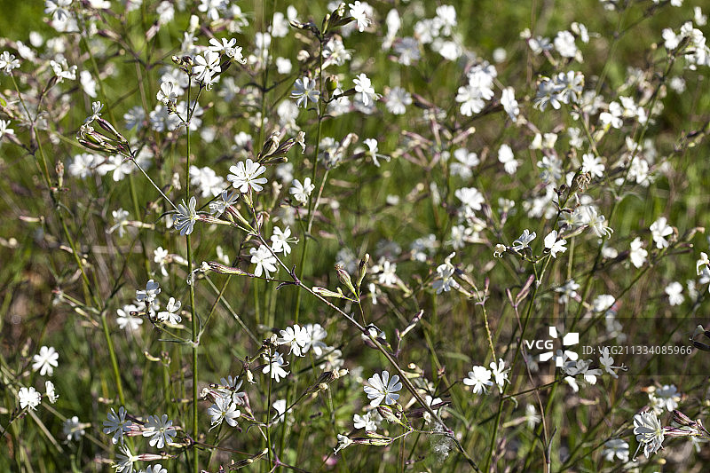 法国普罗旺斯的意大利剪秋罗花图片素材