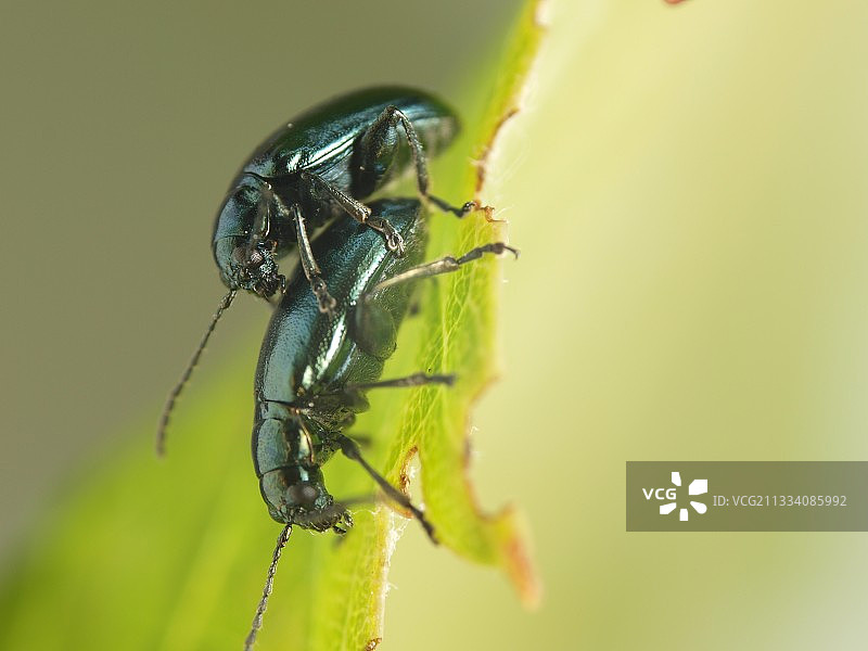 甲虫交配图片素材