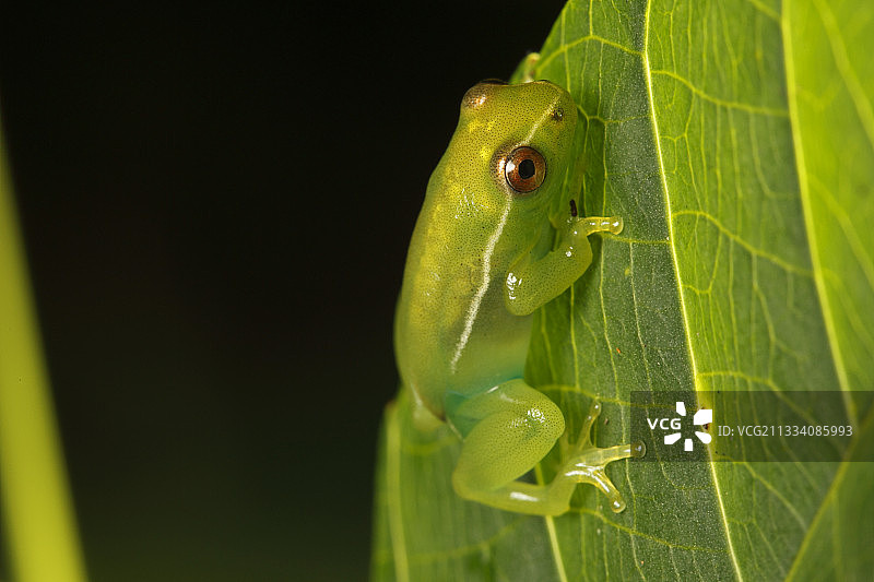 加蓬巴特克高原国家公园的尖鼻芦苇蛙图片素材
