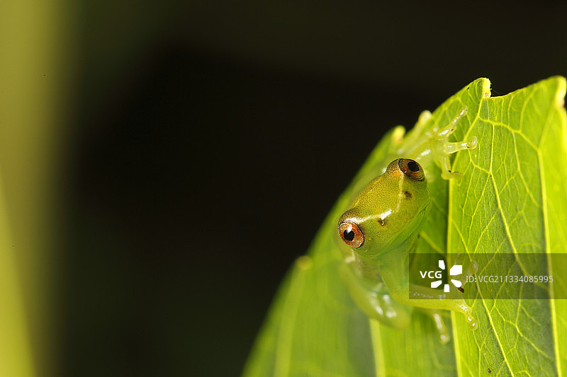 加蓬巴特克高原国家公园的尖鼻芦苇蛙图片素材
