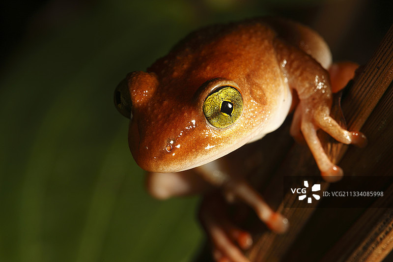 钻石瞳孔图片素材