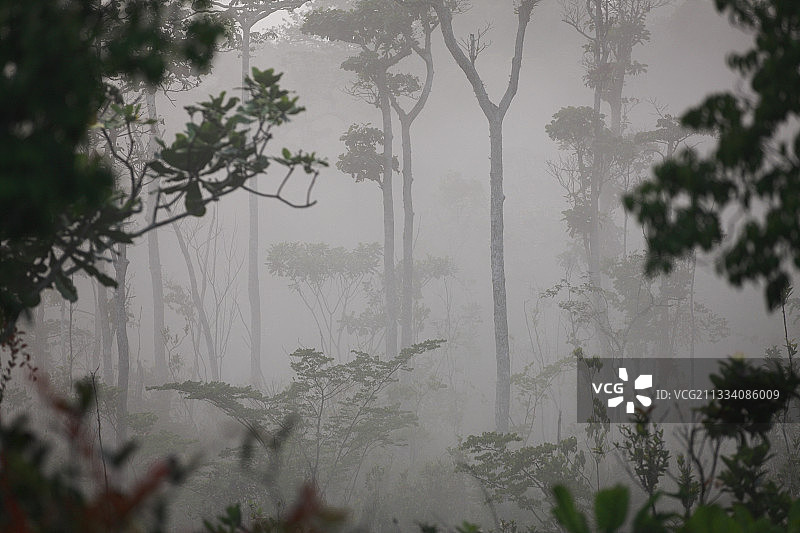 加蓬巴特克高原国家公园的热带雨林图片素材