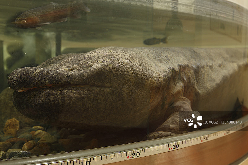 圈养的个体，长1.60米图片素材