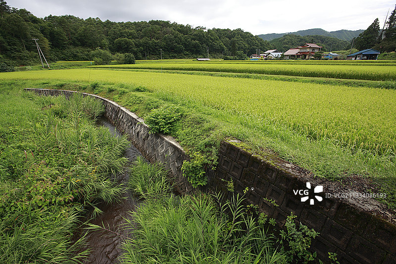 人工河岸与稻田小坝对蝾螈构成威胁图片素材