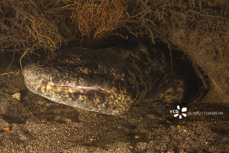 日本本州岛的大鲵图片素材