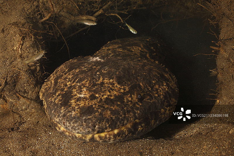 日本大鲵守护巢穴图片素材