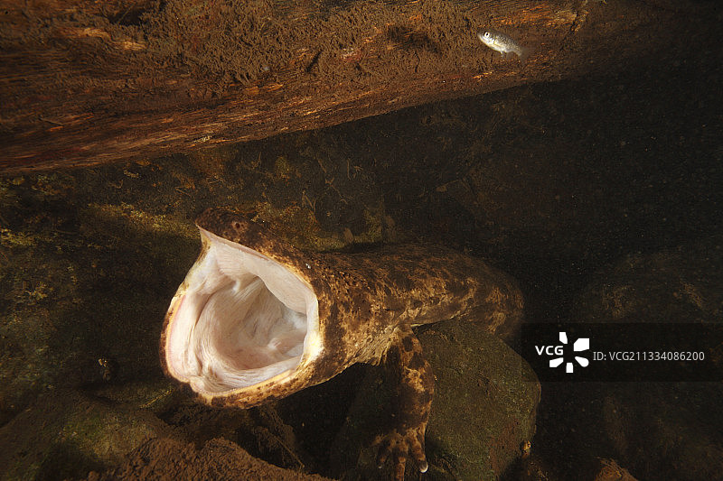 日本大鲵（本州岛，日本）图片素材