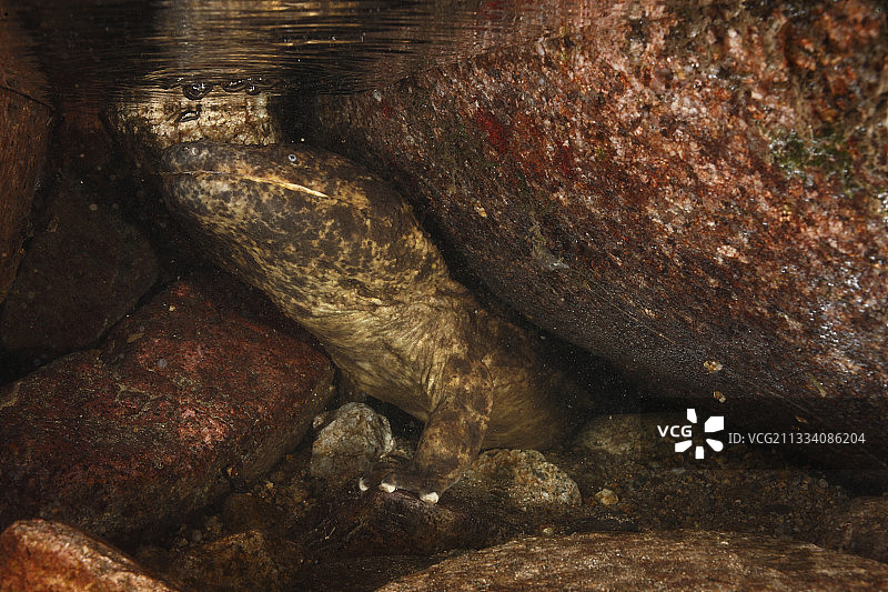 她下潜时释放气泡图片素材