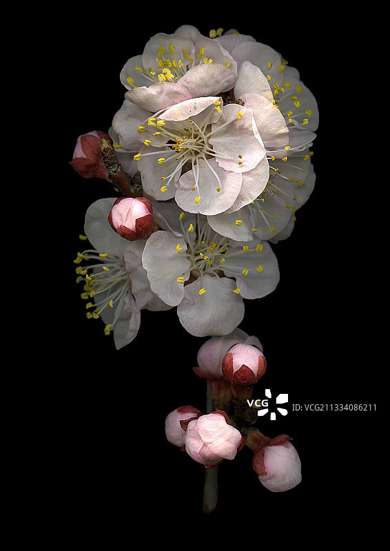 法国沃克吕兹省的杏色花朵与纽扣图片素材