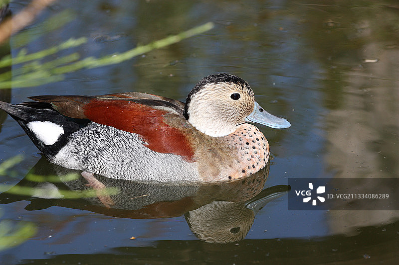 水上带环的蓝绿色雄性图片素材