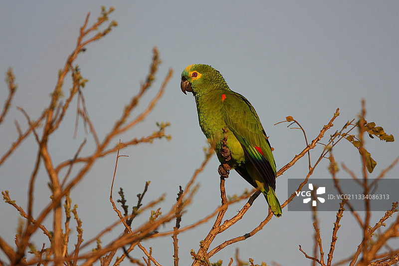 巴西潘塔纳尔湿地的蓝额鹦鹉图片素材